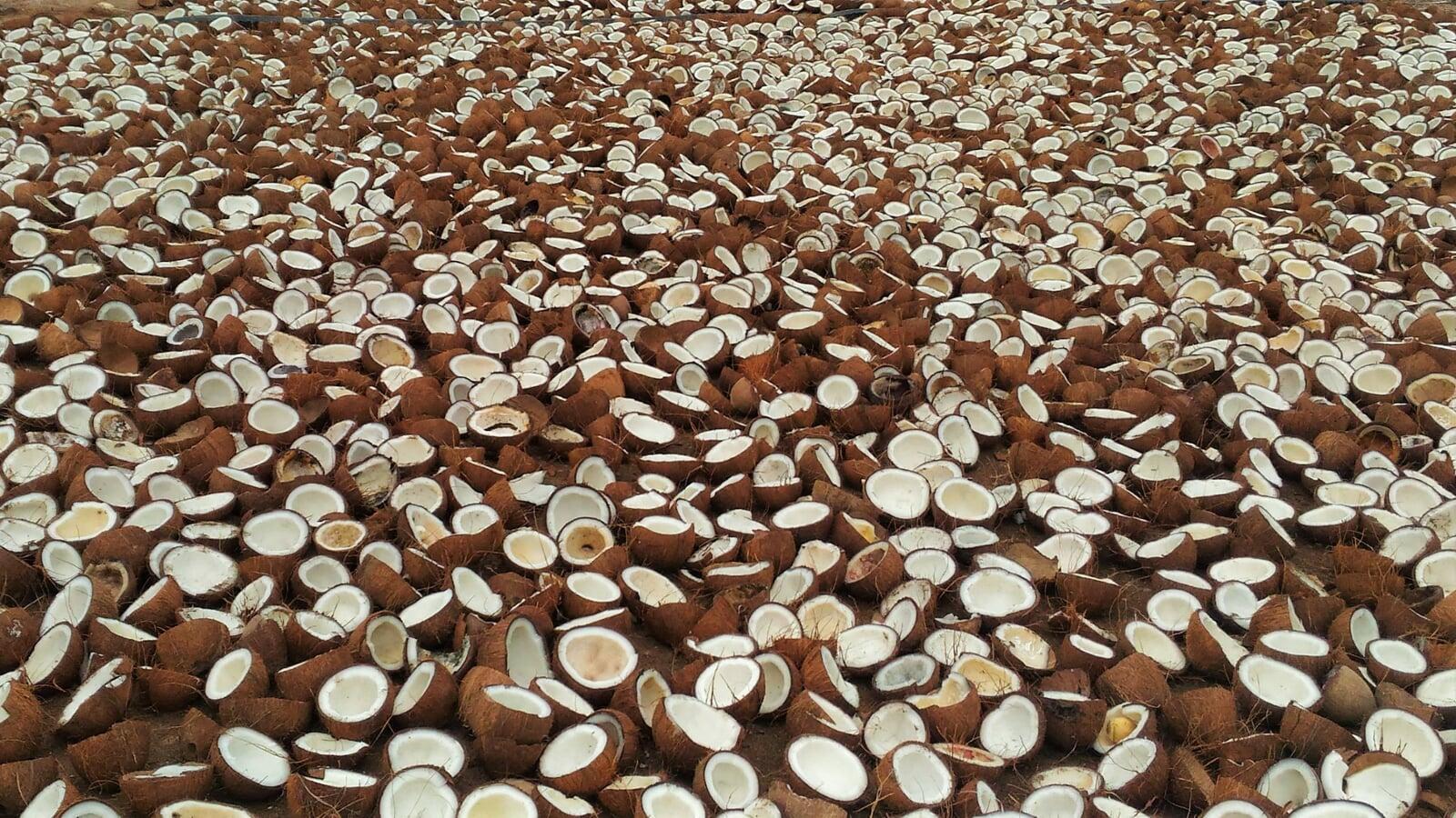 Image Shows the coconuts drying in the yard