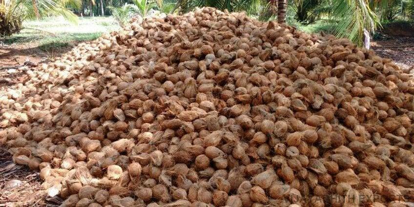 husked coconuts